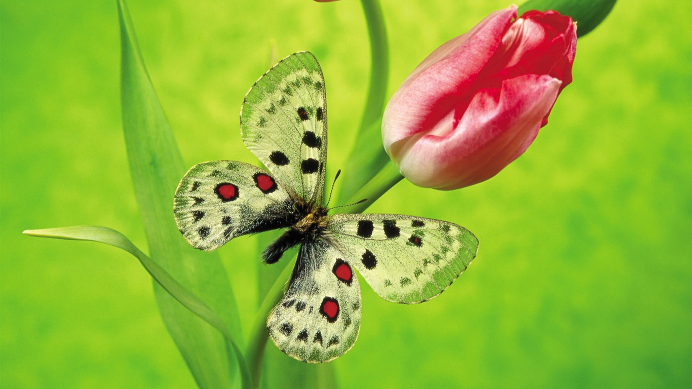 Schmetterlinge und Blumen Wallpaper Album (2) #4 - 1366x768