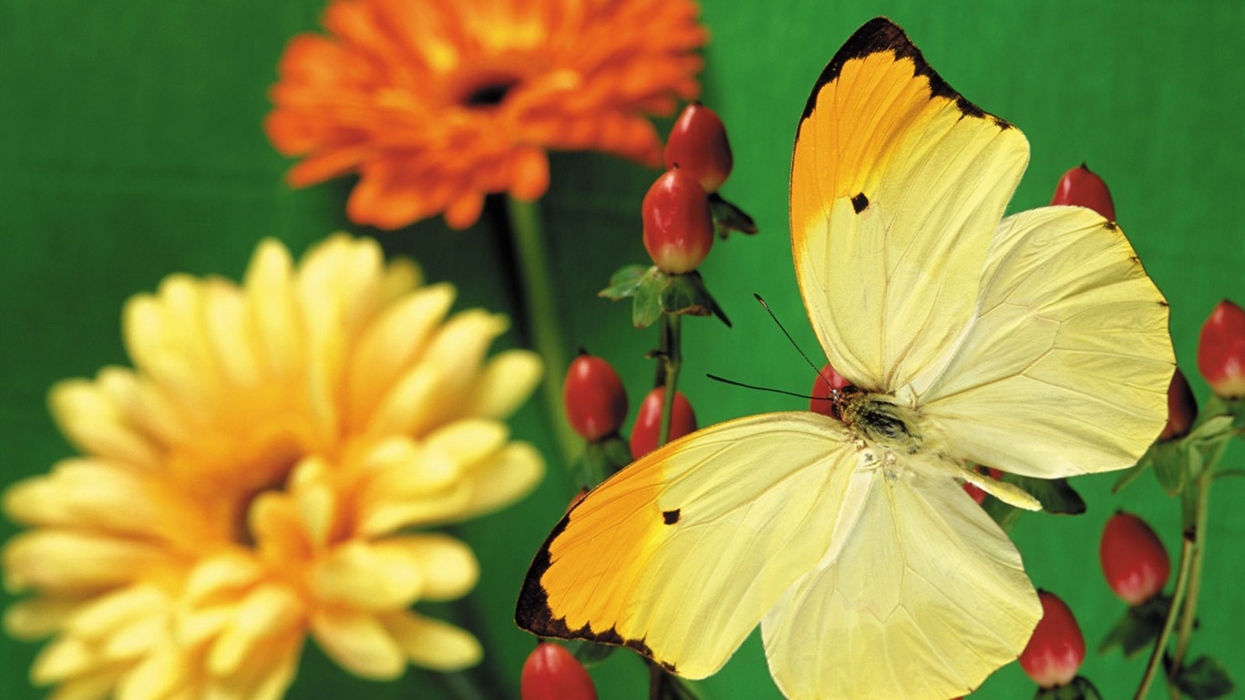 Butterflies and flowers wallpaper album (2) #5 - 1366x768