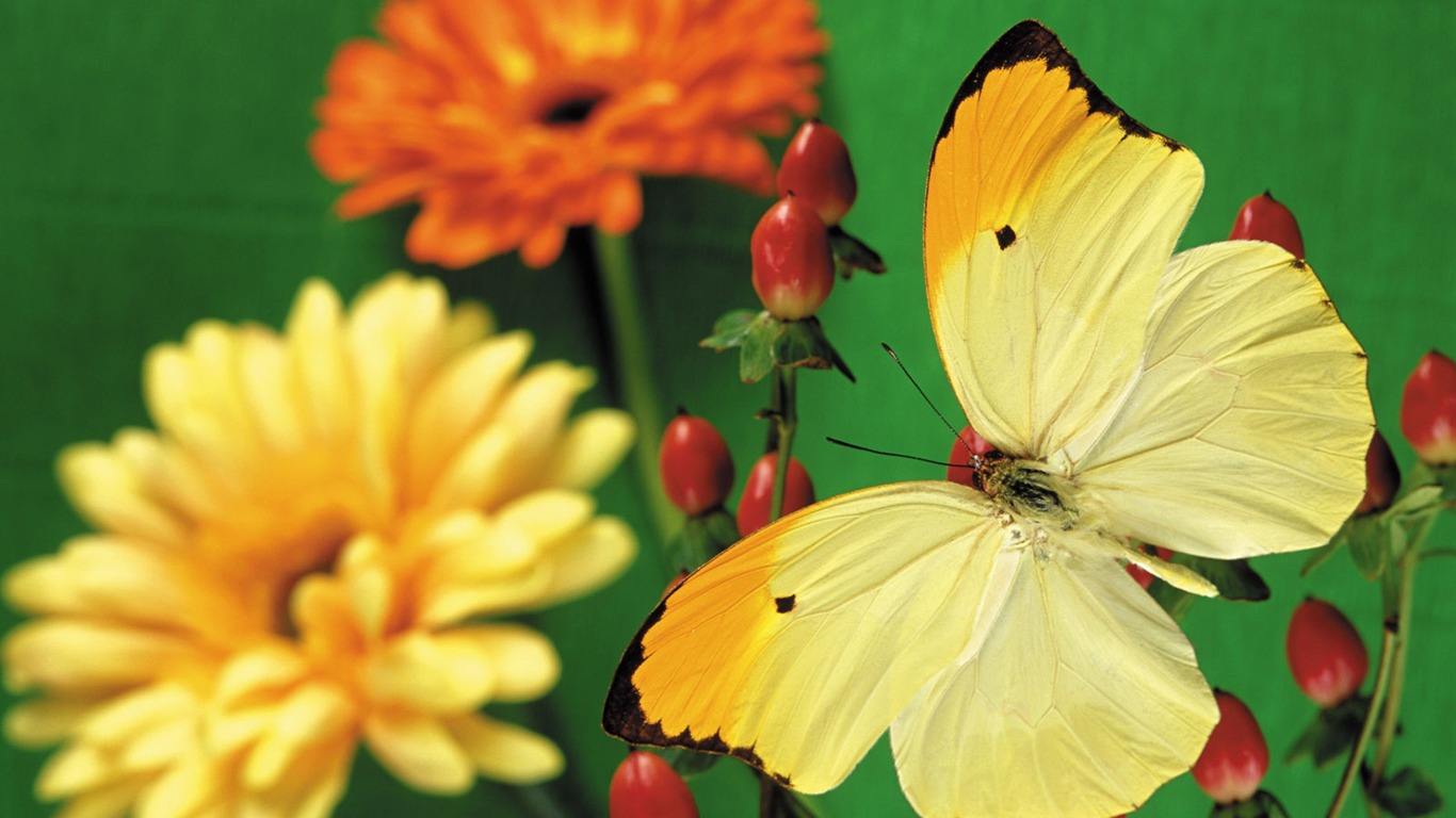 Las mariposas y las flores fondos de escritorio de disco (2) #5 - 1366x768