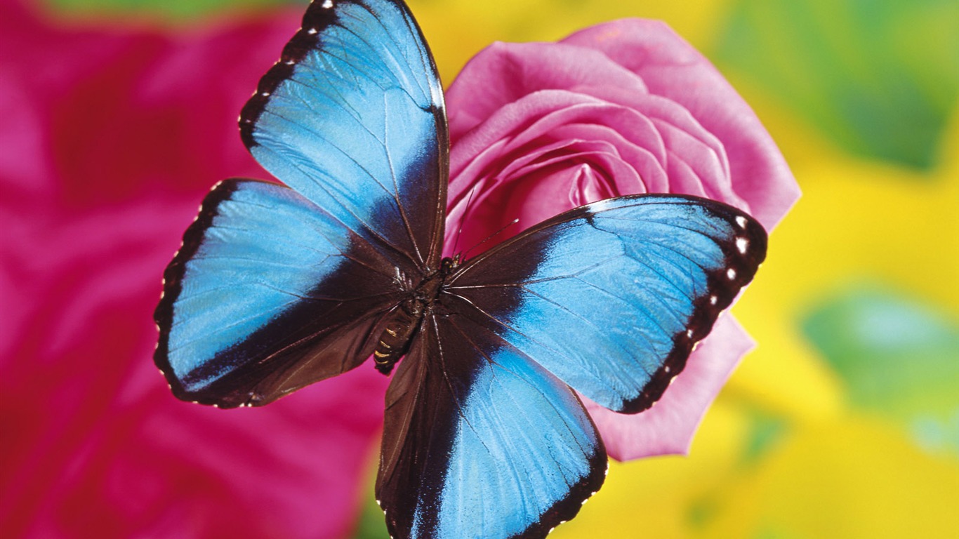 Las mariposas y las flores fondos de escritorio de disco (2) #8 - 1366x768