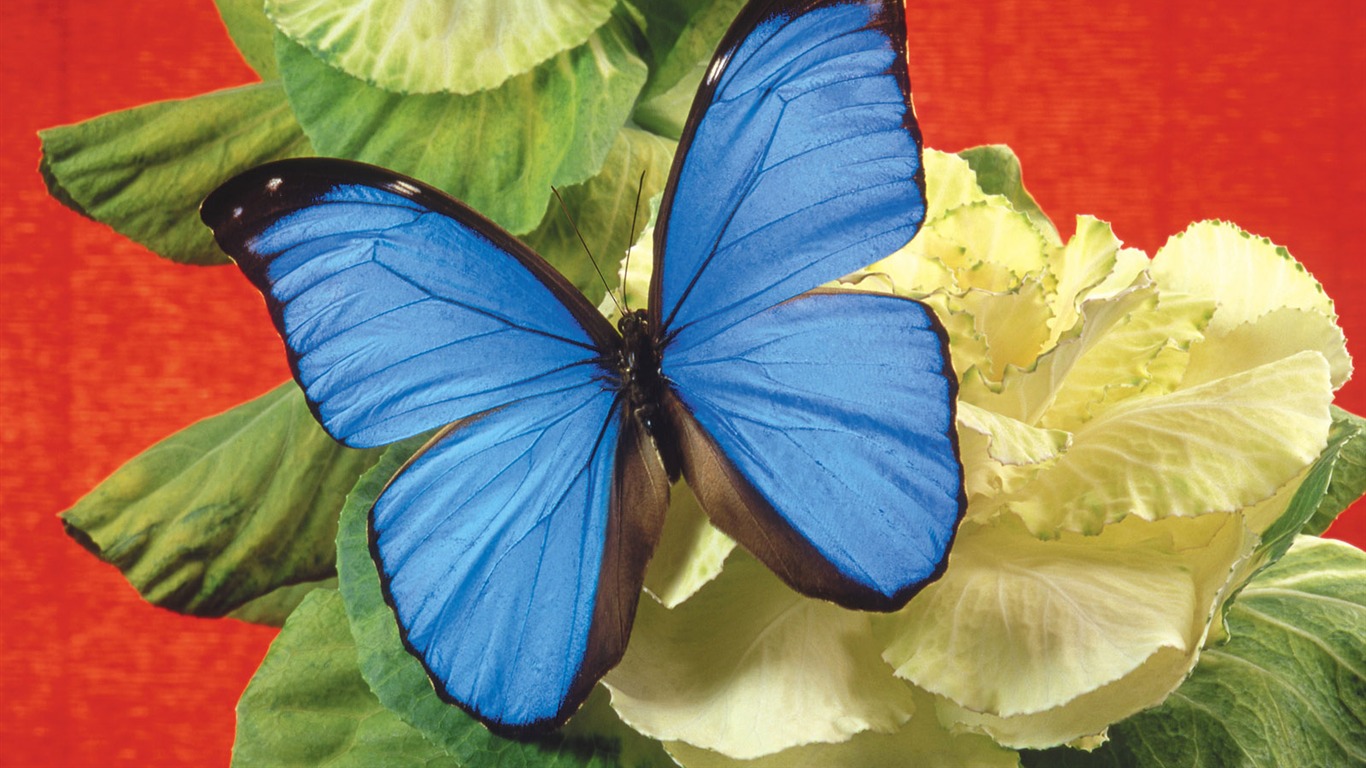 Las mariposas y las flores fondos de escritorio de disco (2) #9 - 1366x768