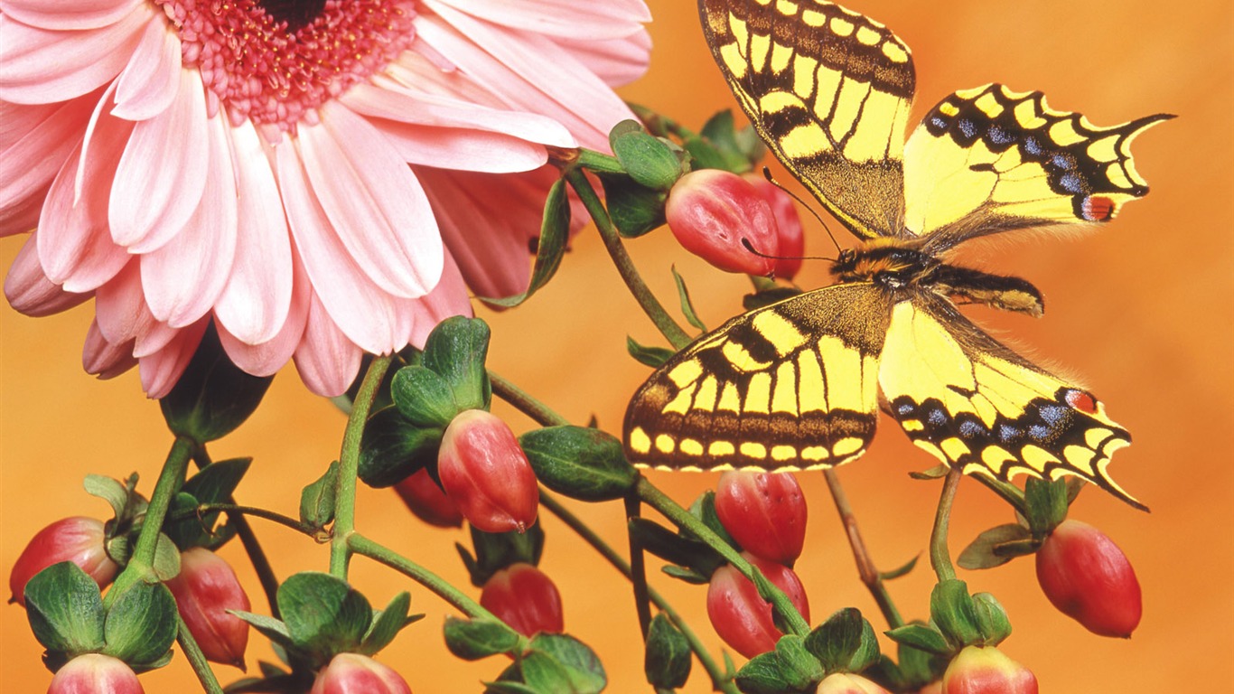Las mariposas y las flores fondos de escritorio de disco (2) #11 - 1366x768