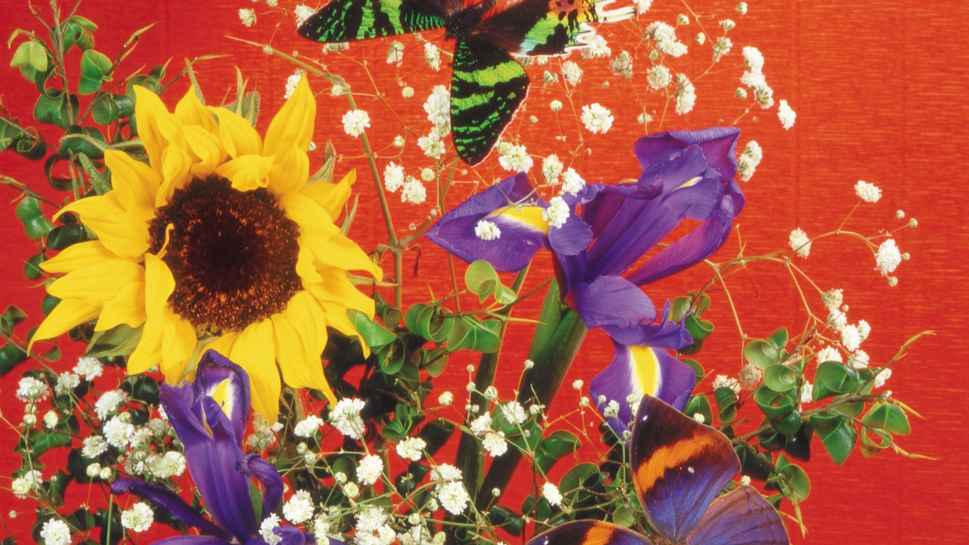 Schmetterlinge und Blumen Wallpaper Album (2) #17 - 1366x768