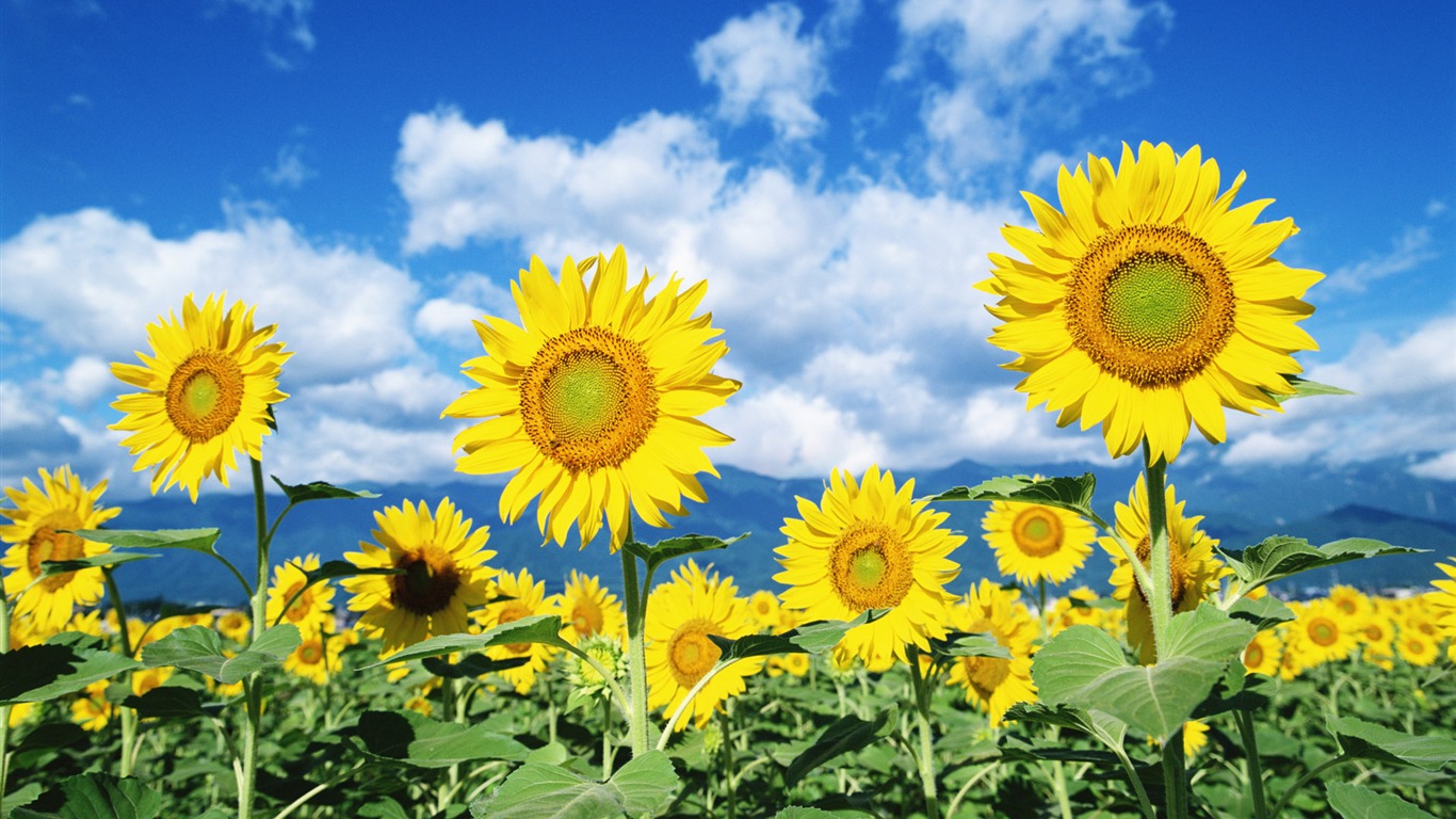 Blue sky sunflower Widescreen Wallpaper #1 - 1366x768