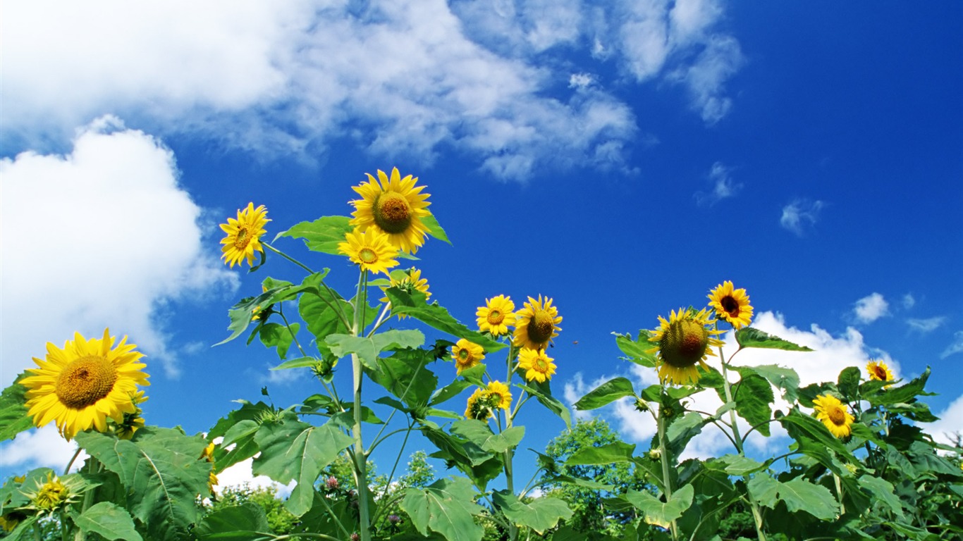 Blauer Himmel Sonnenblume Widescreen Wallpaper #8 - 1366x768