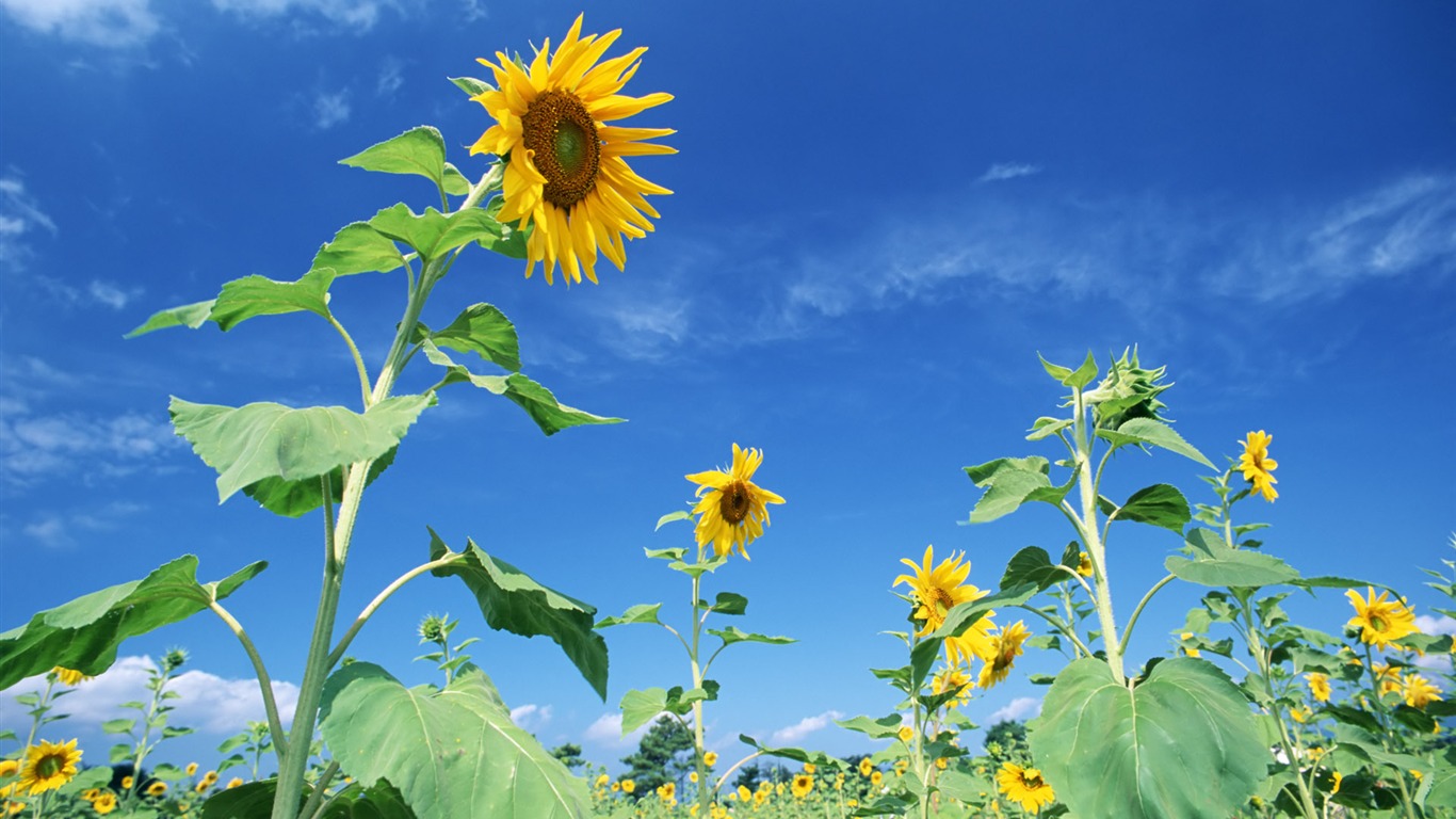 Blue sky sunflower Widescreen Wallpaper #12 - 1366x768