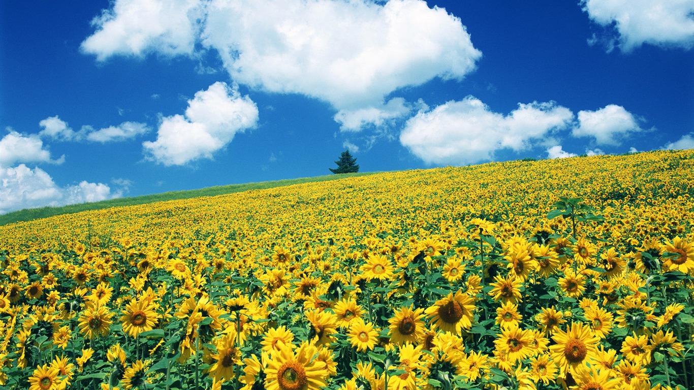 Blue sky sunflower Widescreen Wallpaper #14 - 1366x768
