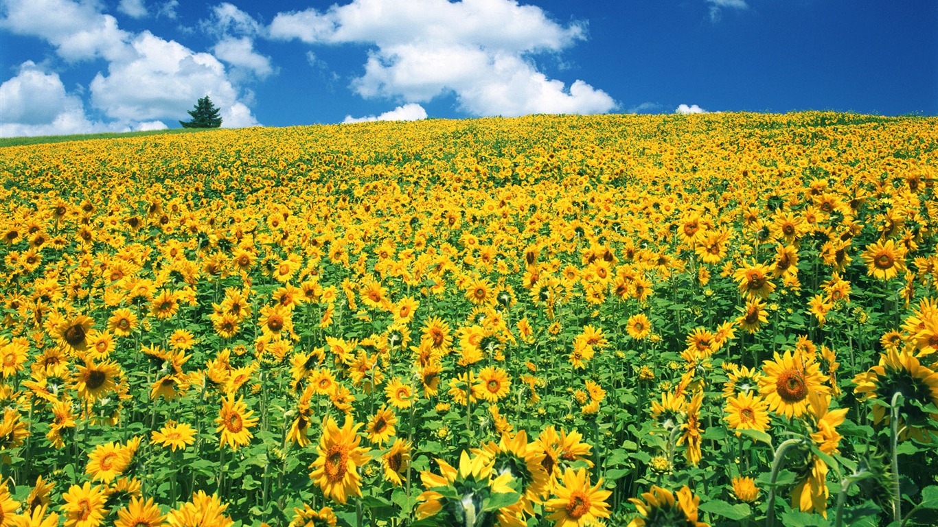 Blue sky sunflower Widescreen Wallpaper #18 - 1366x768