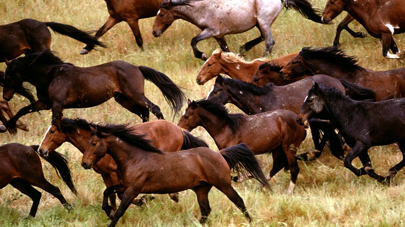 Horse Photo Wallpaper (1) #8 - 1366x768