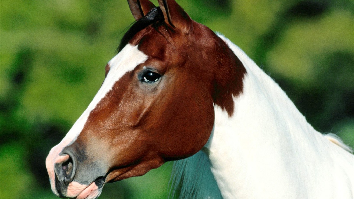 Fondo de pantalla de fotos de caballos (2) #8 - 1366x768