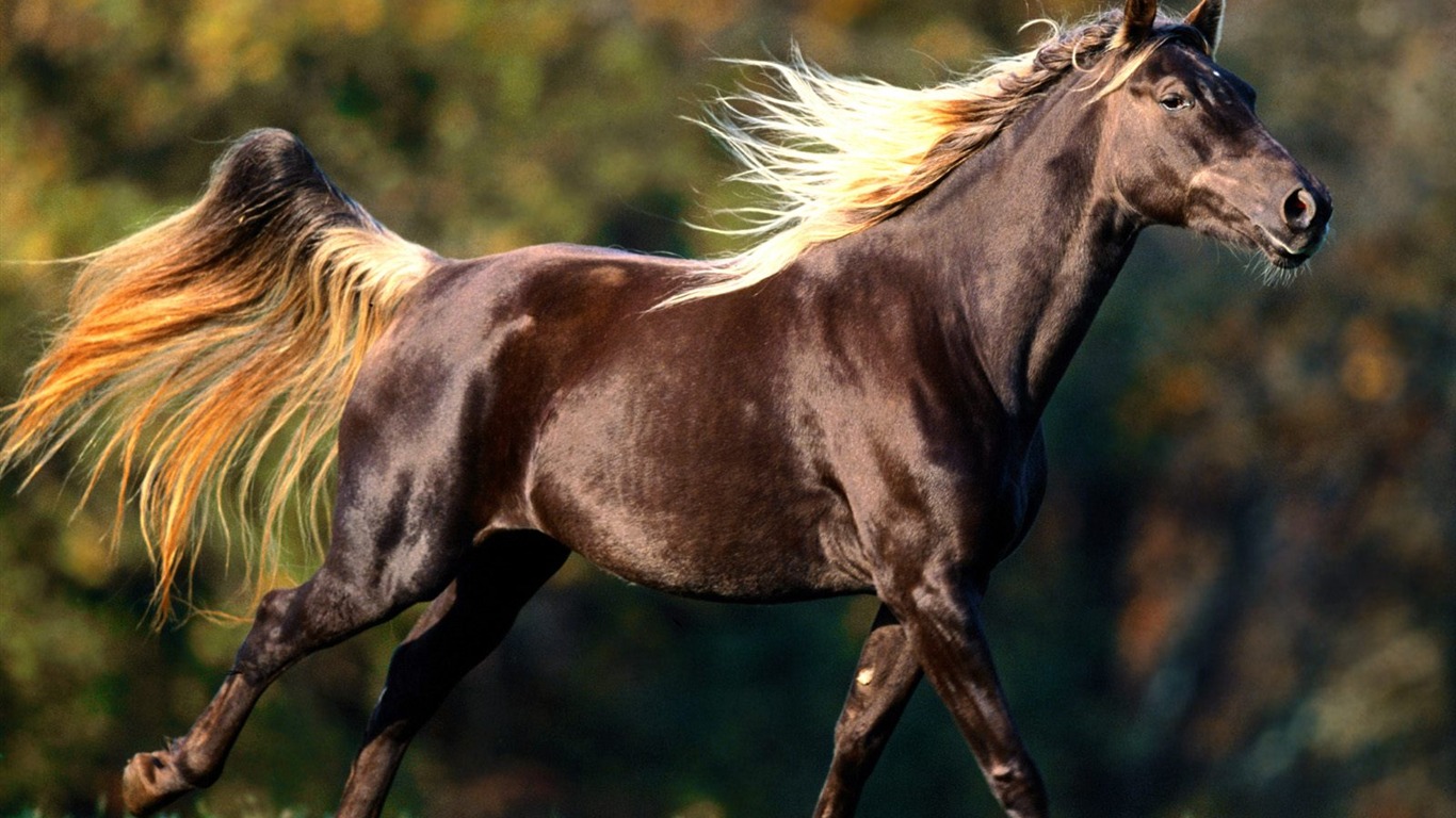 Fondo de pantalla de fotos de caballos (2) #13 - 1366x768