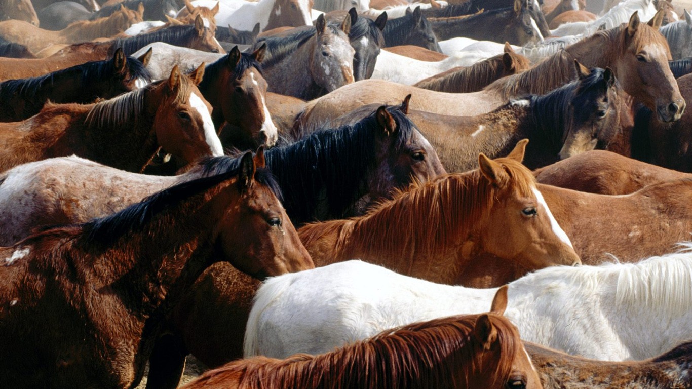 Fondo de pantalla de fotos de caballos (2) #16 - 1366x768