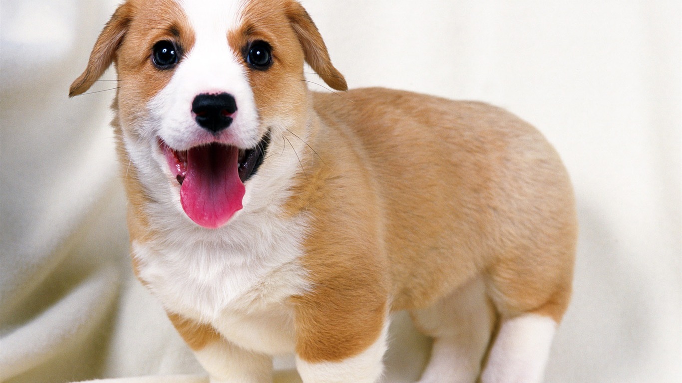 1600 dog photo wallpaper (14) #5 - 1366x768