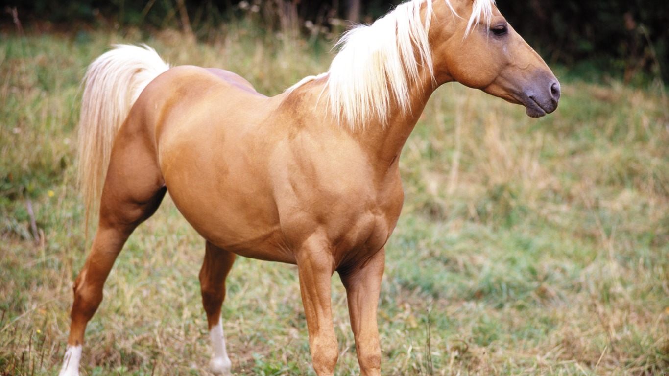 Fondo de pantalla de fotos de caballos (3) #19 - 1366x768