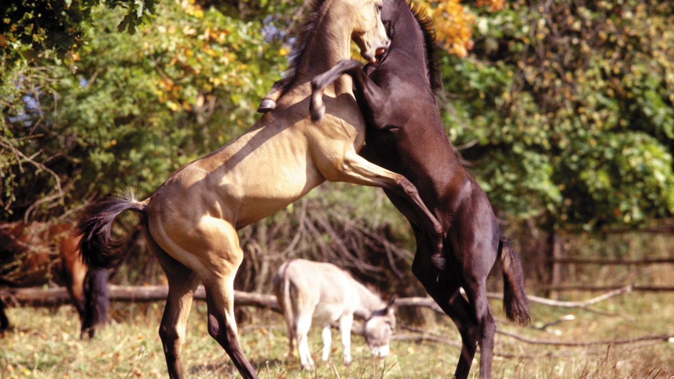 Лошадь Фото обои (4) #6 - 1366x768