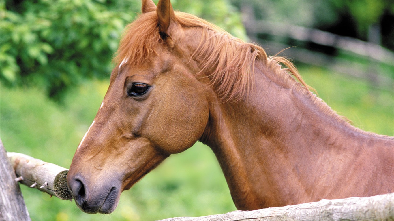 Horse Fondos de fotos (4) #8 - 1366x768