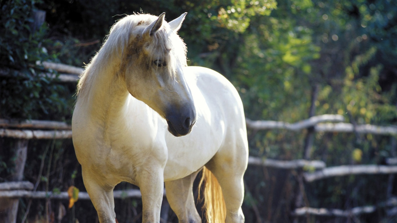 Horse Fondos de fotos (4) #12 - 1366x768