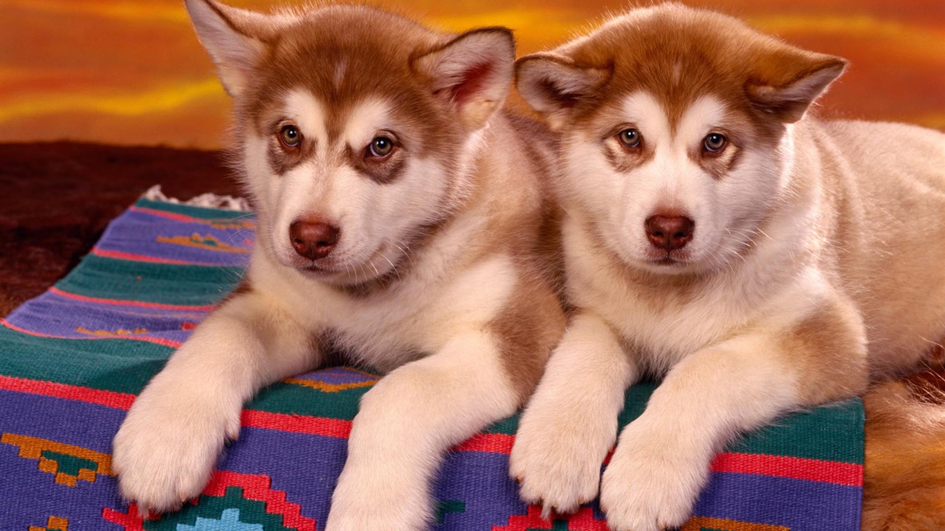 Puppy Photo fonds d'écran HD (2) #17 - 1366x768