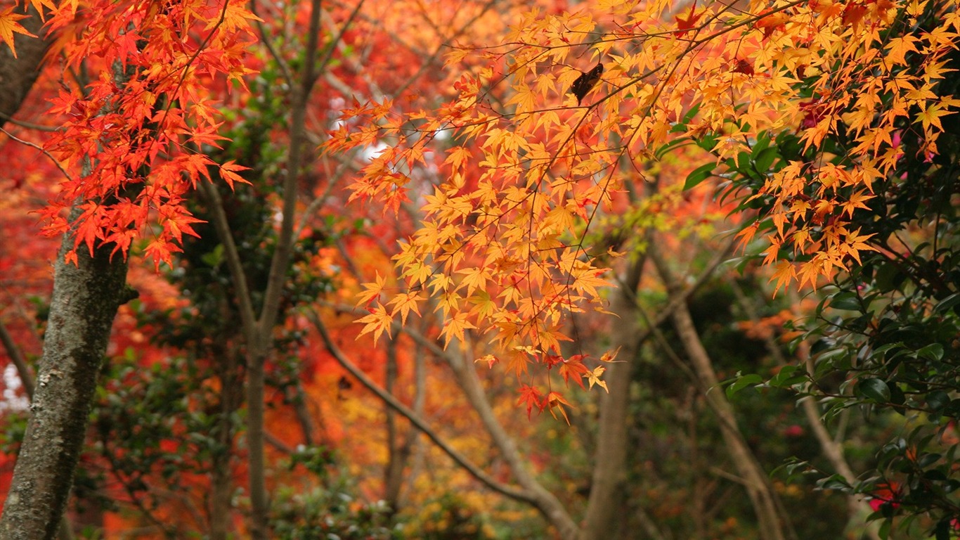 Maple nebe tapetu (2) #4 - 1366x768