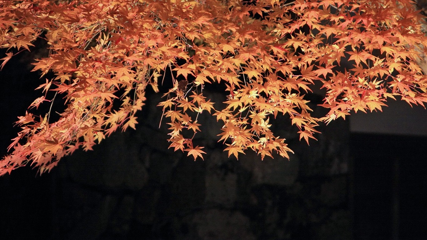 Maple nebe tapetu (3) #4 - 1366x768