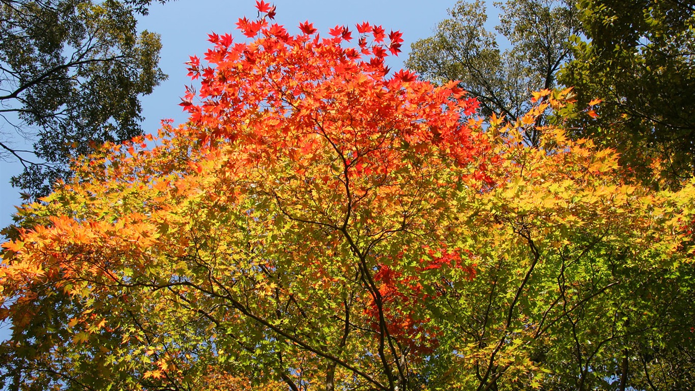 Fond d'écran ciel d'érable (3) #15 - 1366x768