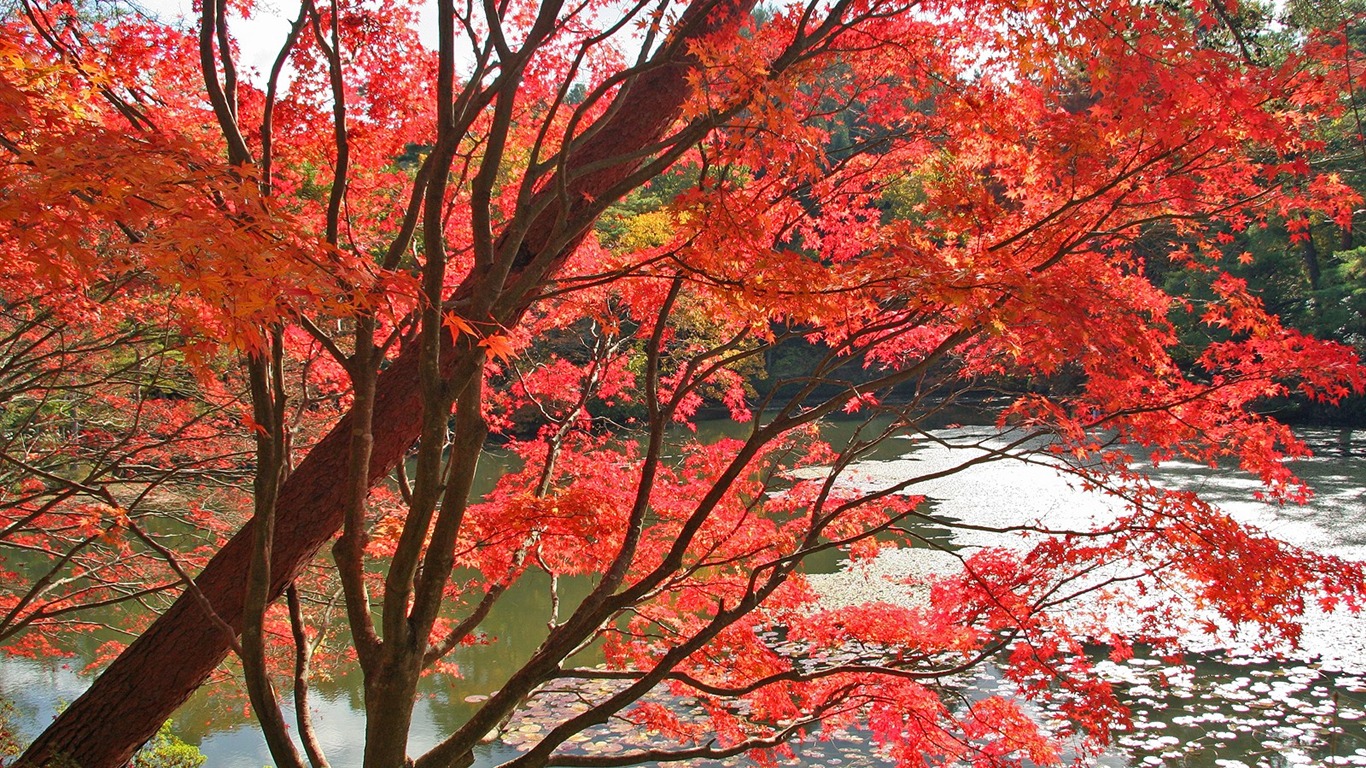 Maple nebe tapetu (3) #20 - 1366x768