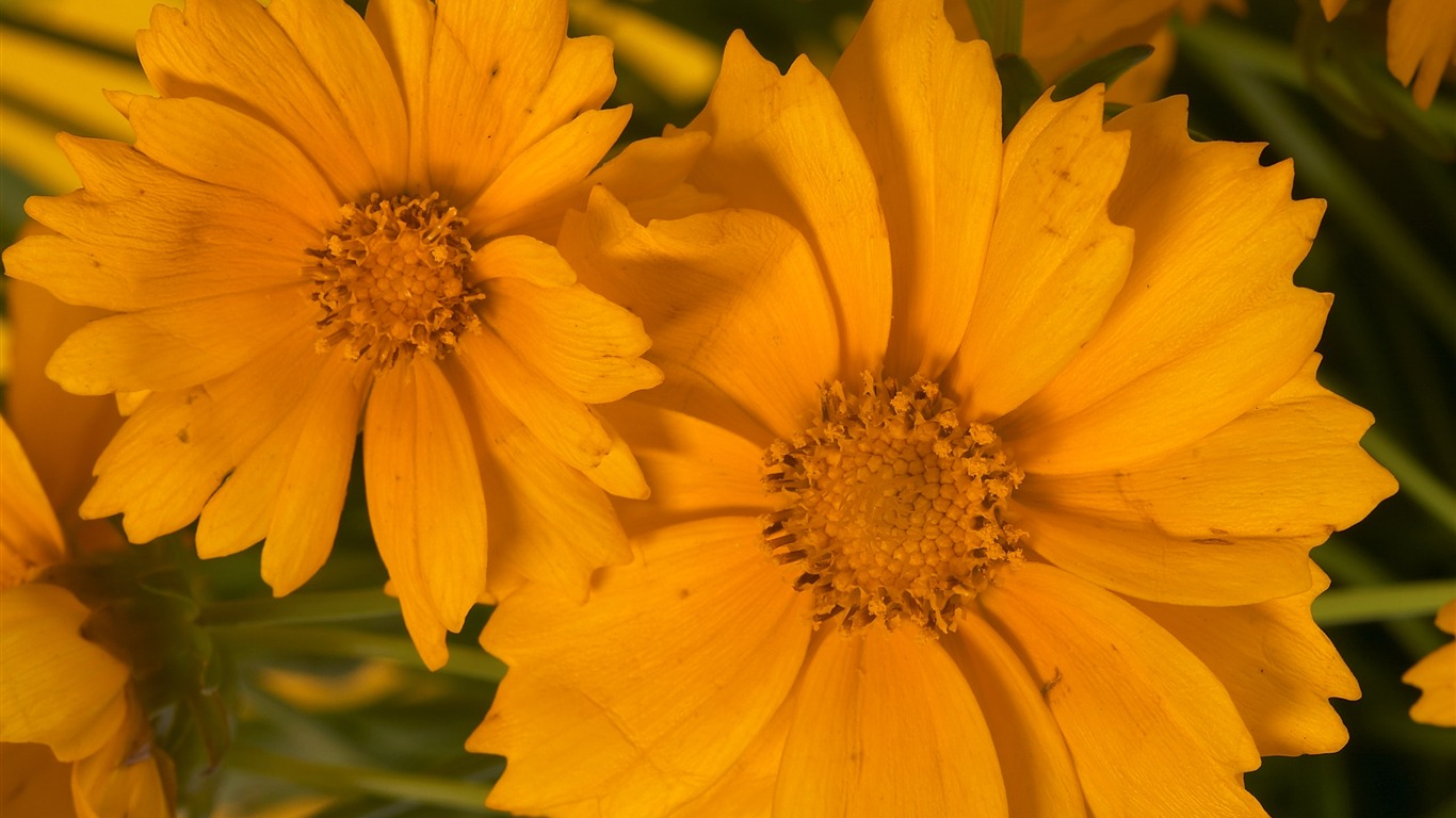 超大鲜花特写 壁纸(六)14 - 1366x768