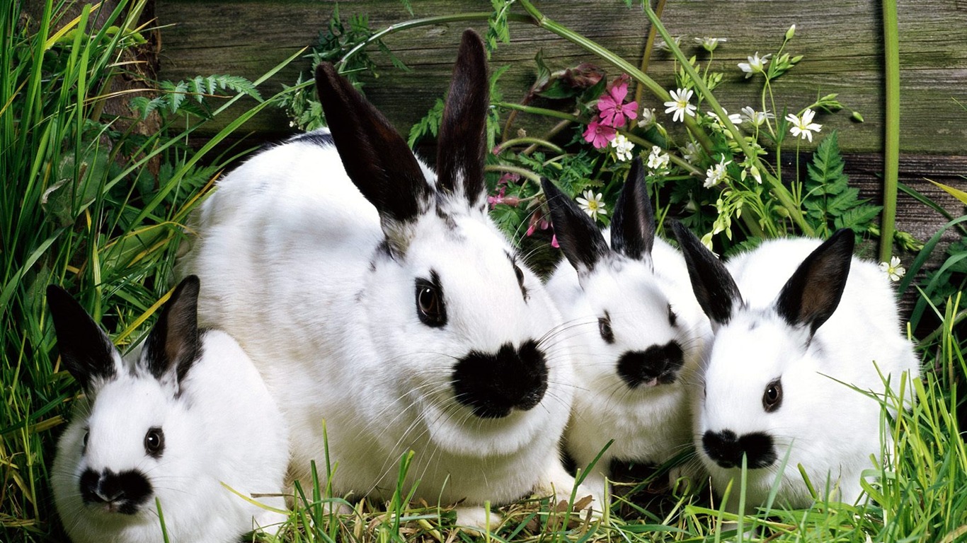 Rabbit Photo Wallpaper (1) #6 - 1366x768