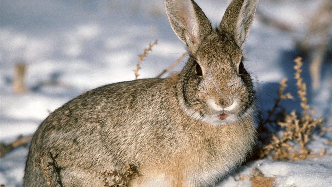 Fond d'écran Photo lapin (1) #25 - 1366x768