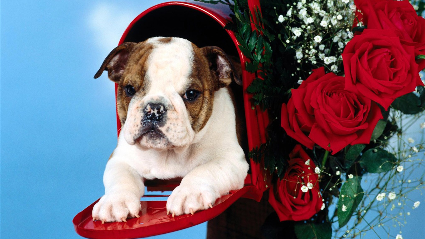 Puppy Photo HD wallpapers (3) #4 - 1366x768