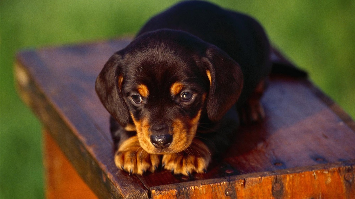 Puppy Photo HD wallpapers (3) #19 - 1366x768