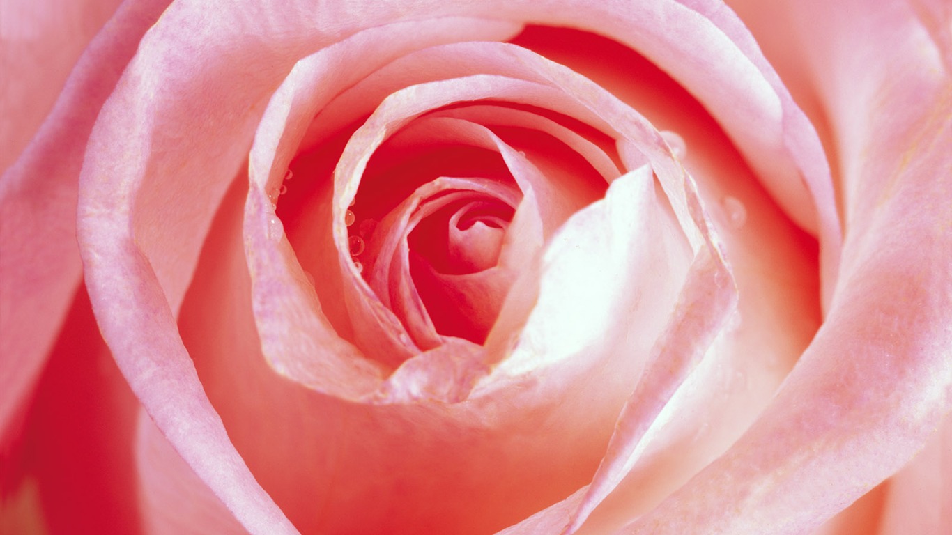 Rose Photo Wallpaper (1) #8 - 1366x768