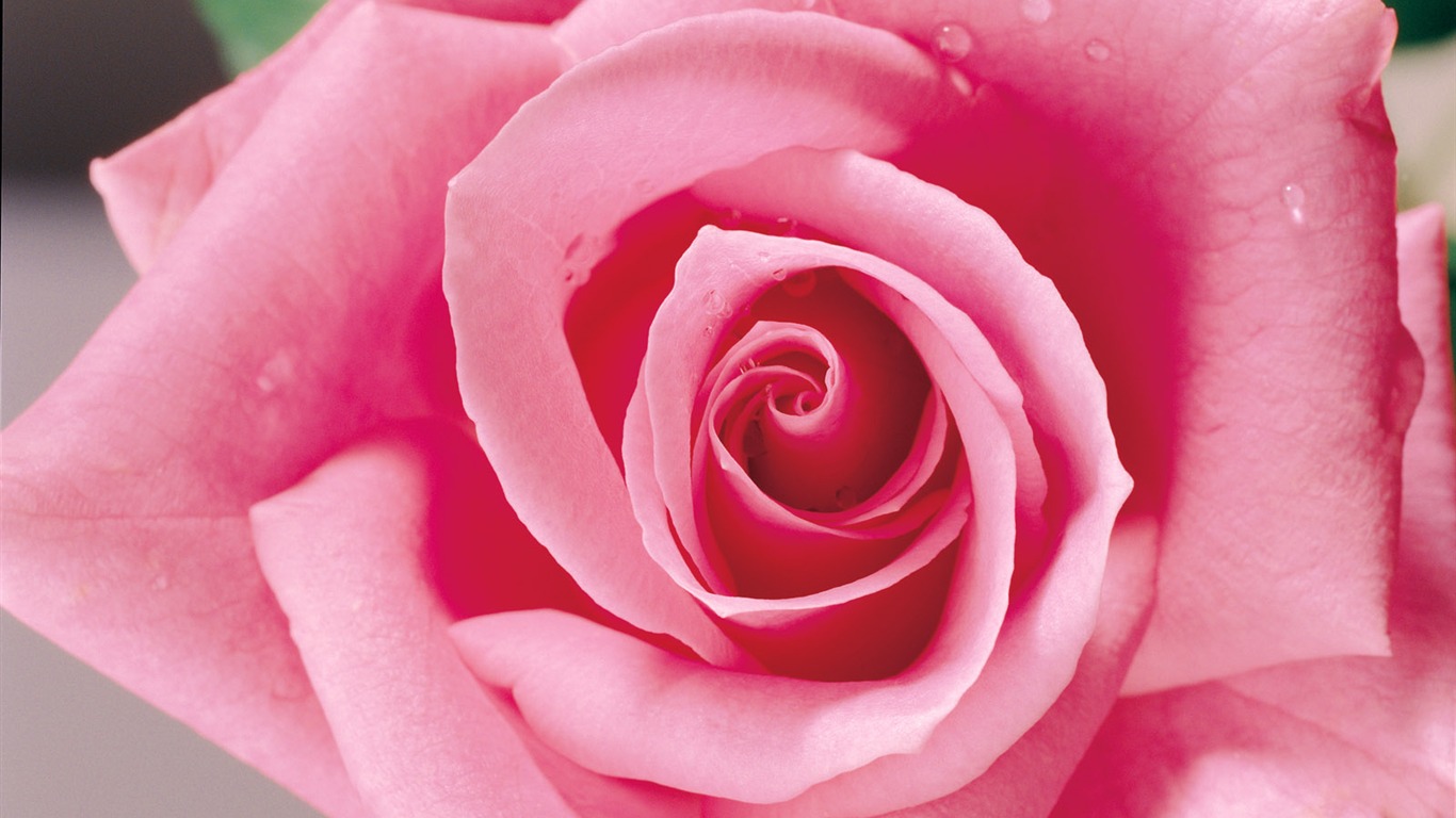 Rose Foto tapety (1) #19 - 1366x768