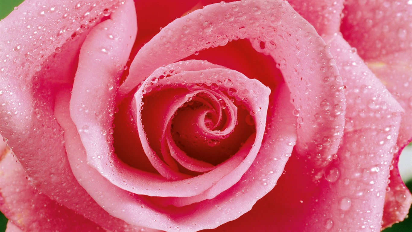 Rose Photo Wallpaper (1) #20 - 1366x768
