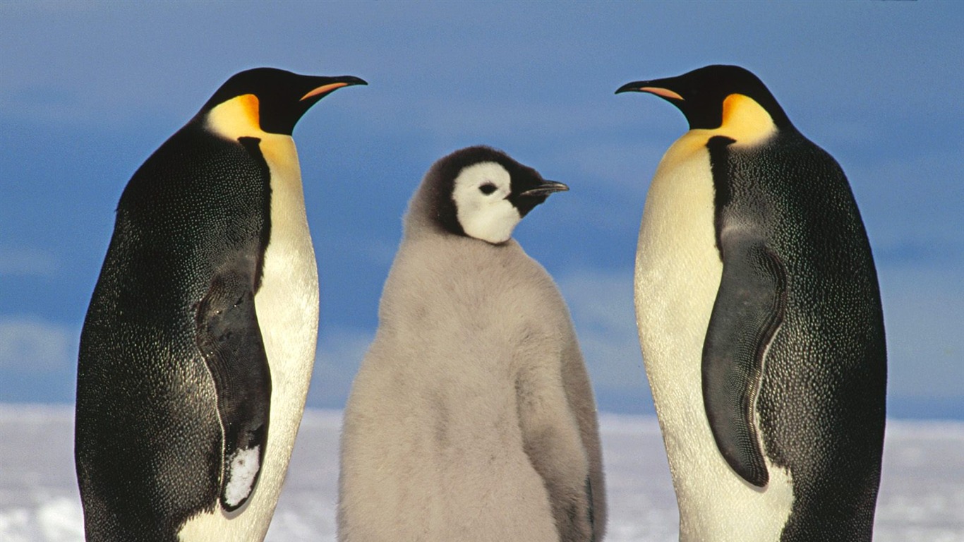 Пингвин Фото обои #2 - 1366x768