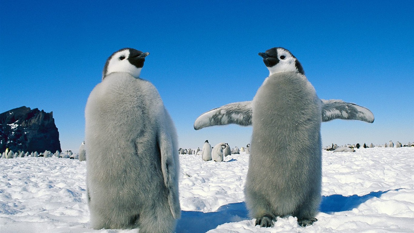 Penguin Foto Wallpaper #6 - 1366x768