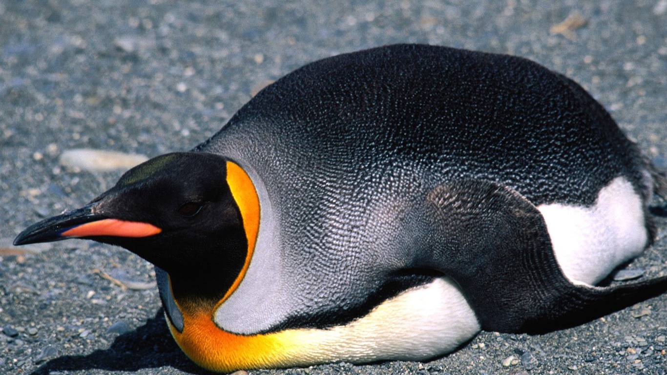 Penguin Foto Wallpaper #9 - 1366x768