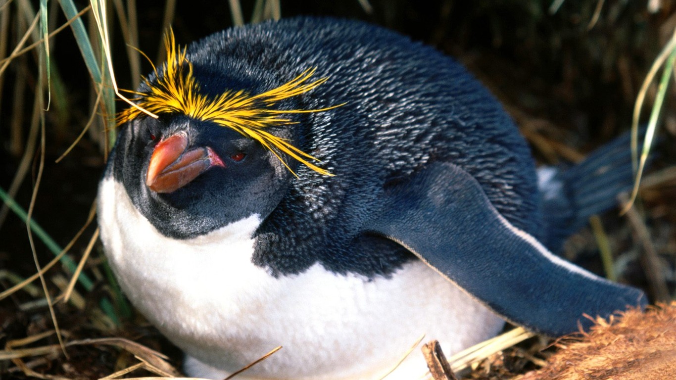 ペンギン写真の壁紙 #10 - 1366x768
