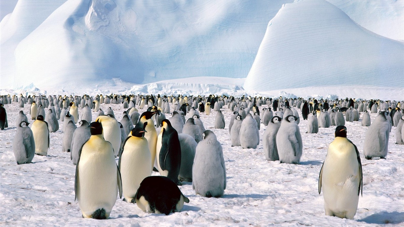 企鹅写真壁纸16 - 1366x768