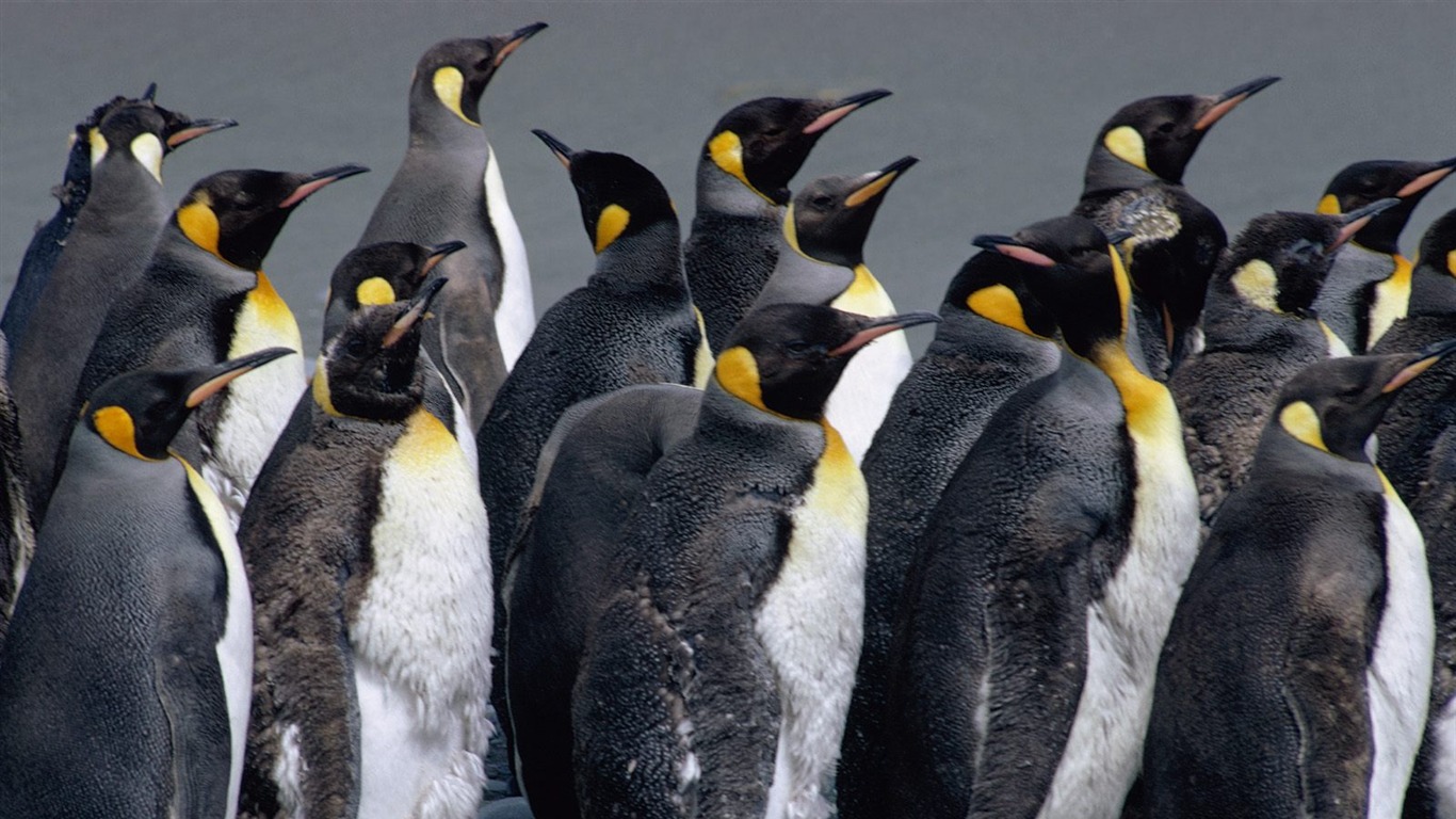 Penguin Foto Wallpaper #21 - 1366x768