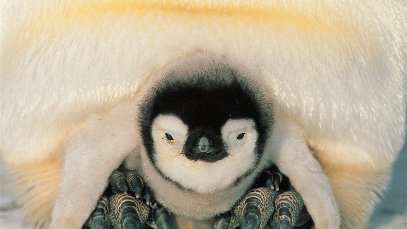 Penguin Photo Wallpaper #29 - 1366x768