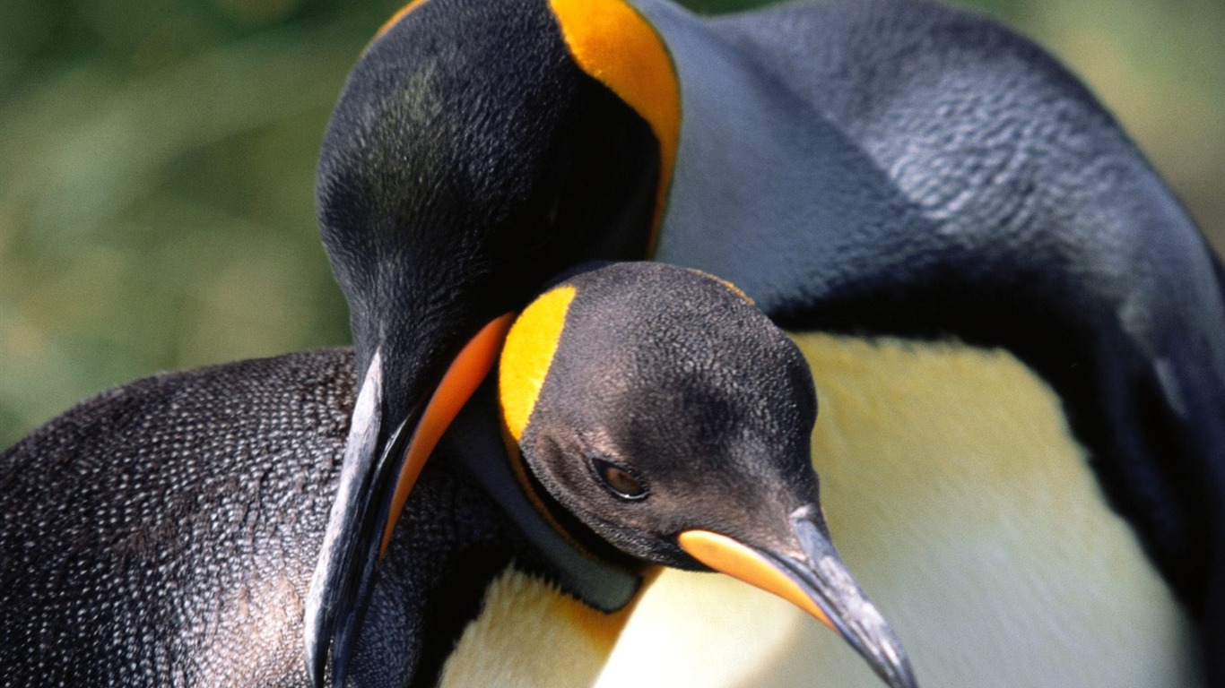 Penguin Photo Wallpaper #30 - 1366x768