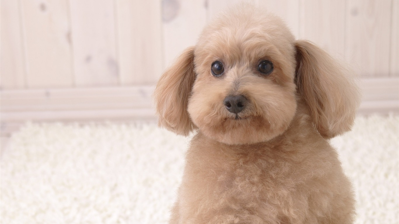 Puppy Foto HD Tapety na plochu (4) #13 - 1366x768