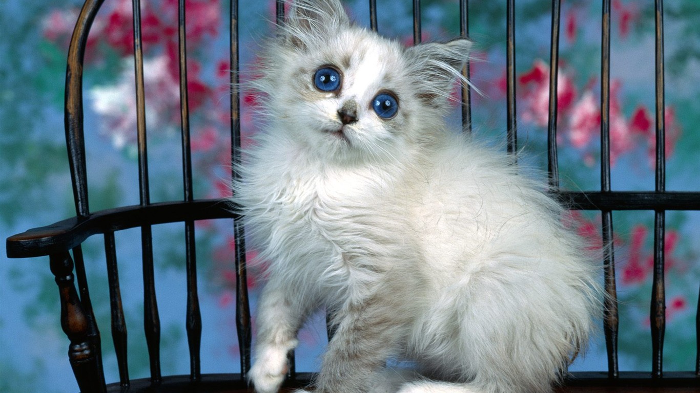 1600 Cat Photo Wallpaper (1) #6 - 1366x768