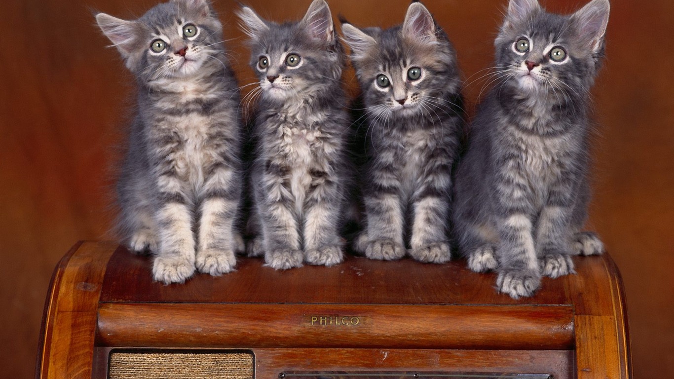 1600 Cat Foto tapety (1) #13 - 1366x768