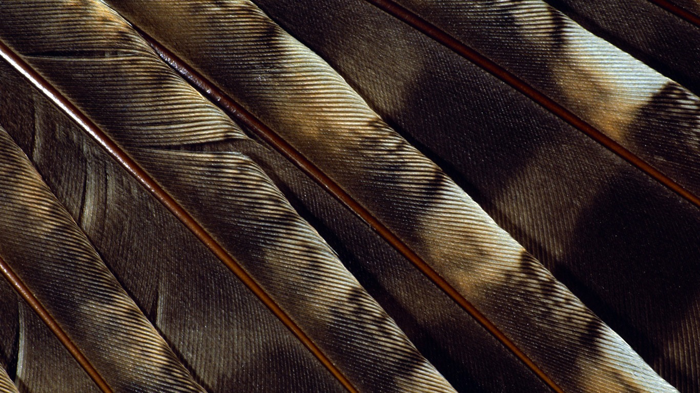 Цветной крыльев перо макро обои (1) #4 - 1366x768