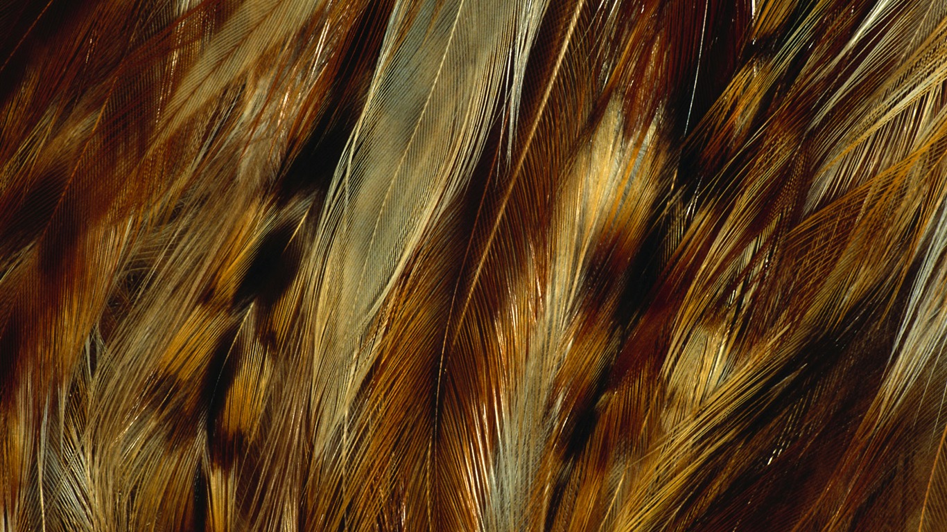 Цветной крыльев перо макро обои (1) #5 - 1366x768