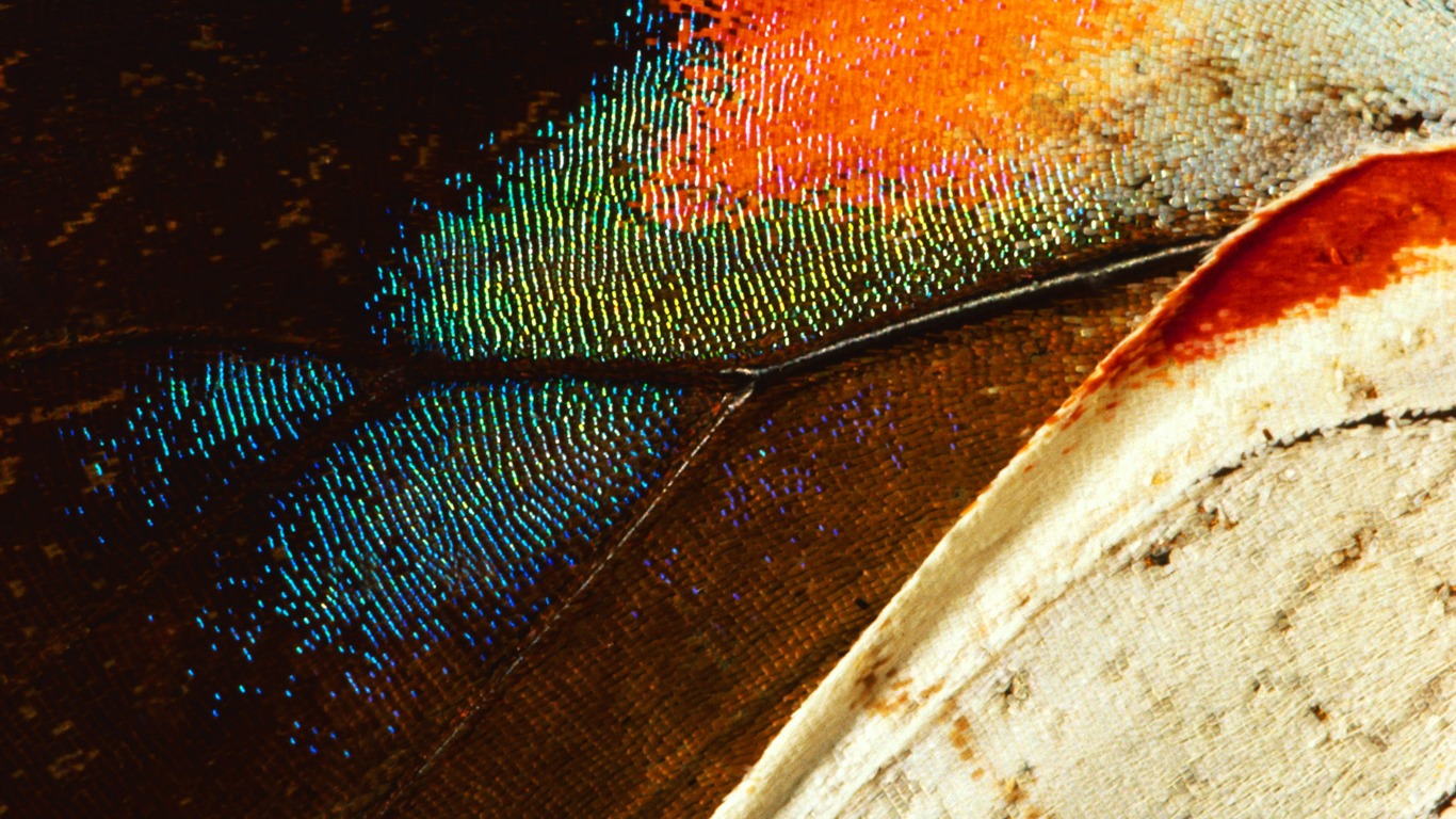 Цветной крыльев перо макро обои (1) #7 - 1366x768