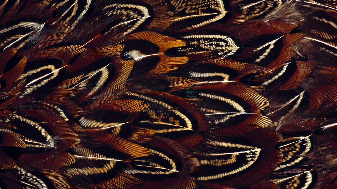 fondos de escritorio de alas coloridas plumas de cerca (1) #13 - 1366x768
