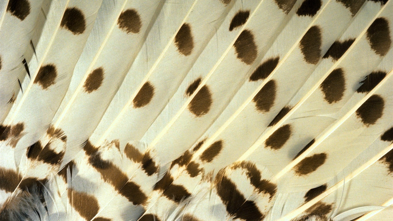 Colorful feather wings close-up wallpaper (1) #18 - 1366x768